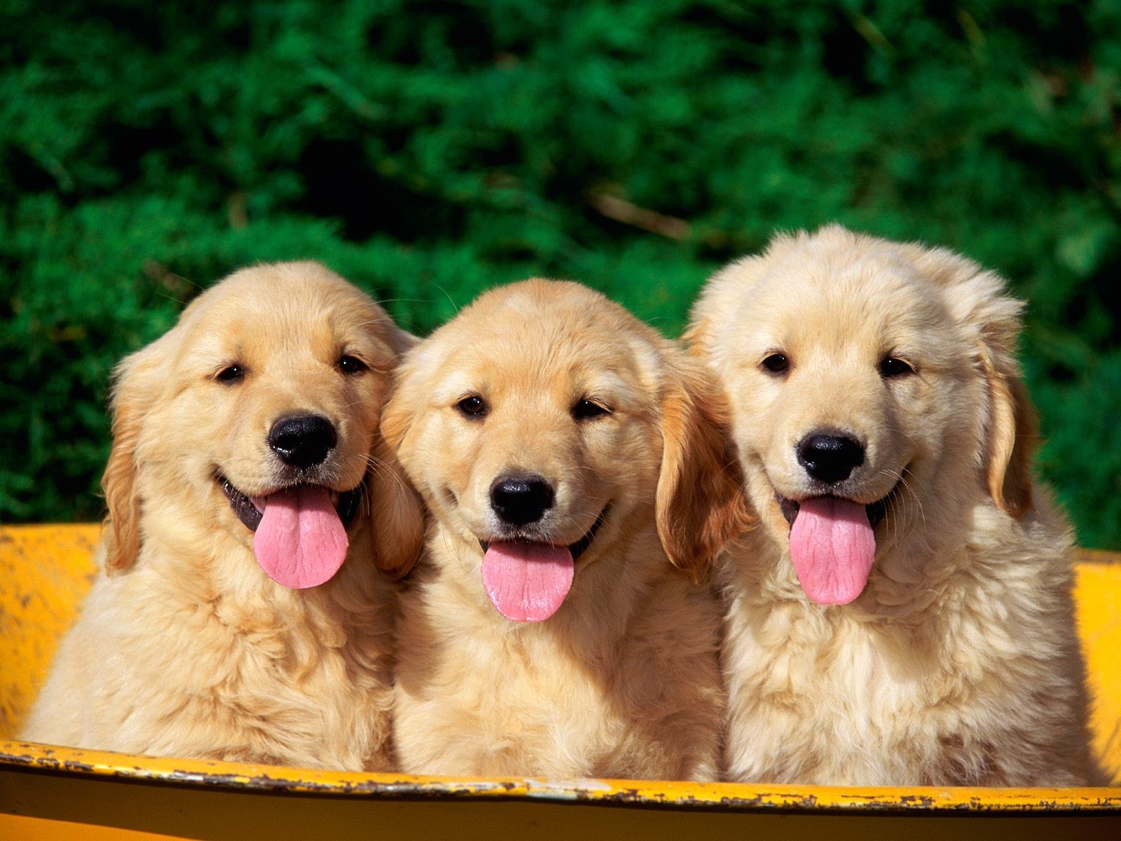 golden dogs