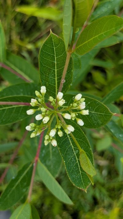 A close up image of a flower