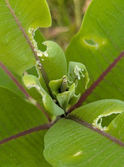 A close up image of caterpillars on milkweed