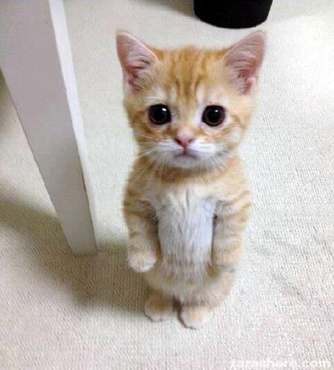 A photo of a cat standing on its hind legs and making a sad face.