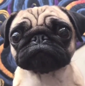 A photo of a pug puppy looking very sad.