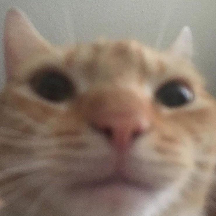 An extreme closeup photo of a cat staring at the camera.