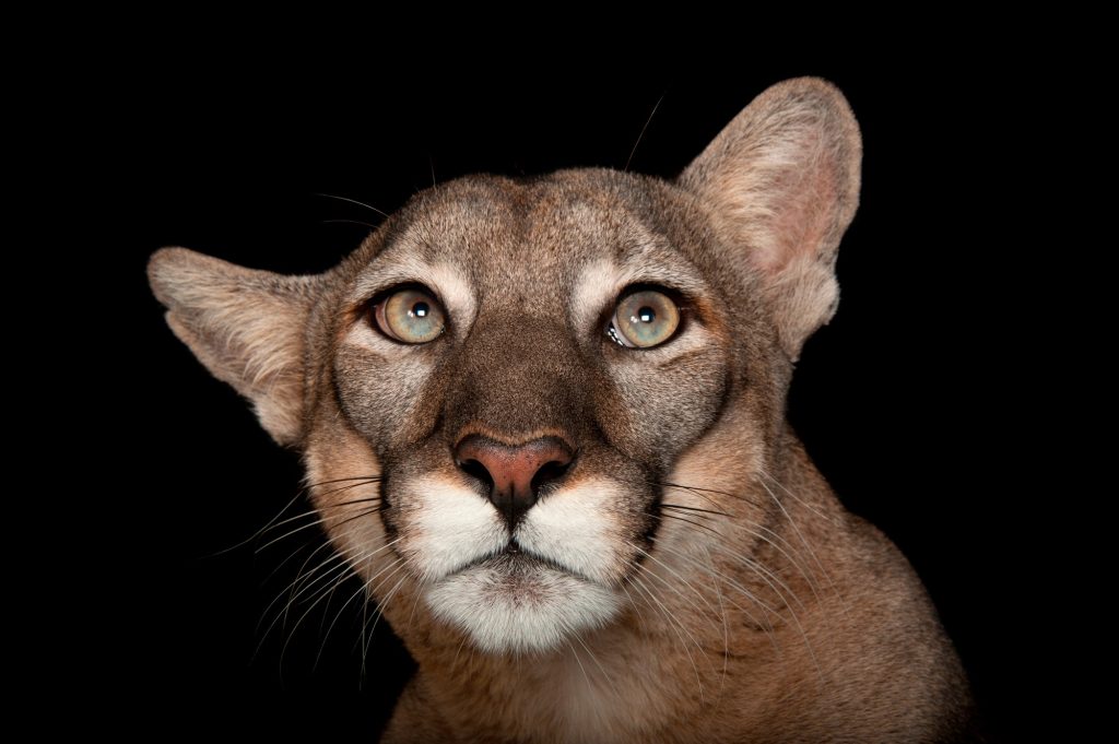 Photo Ark animal