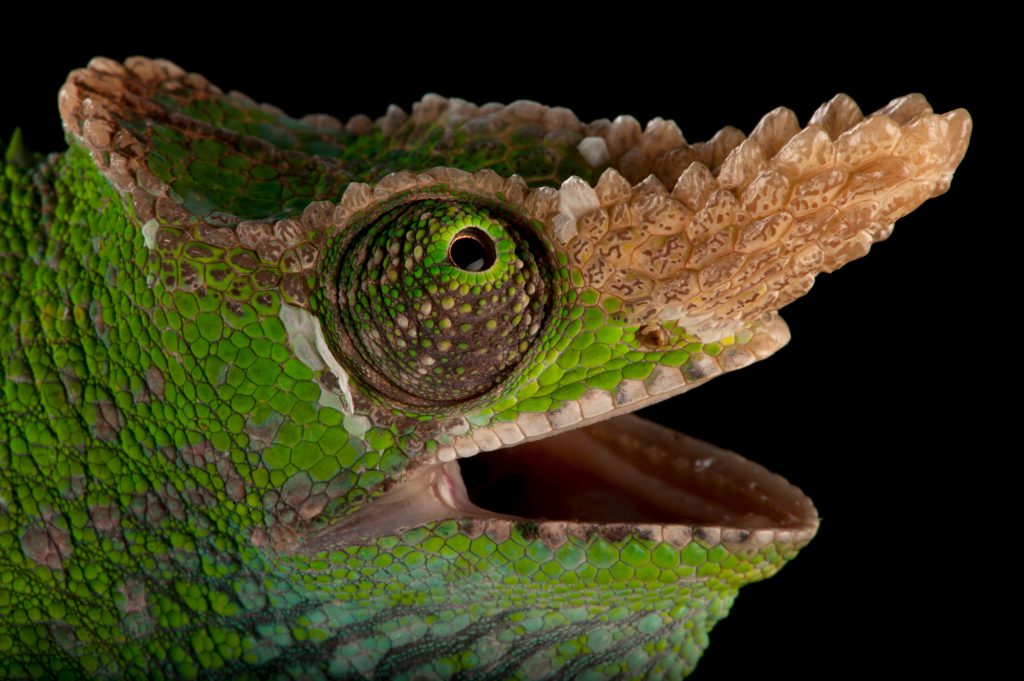 Photo Ark animal