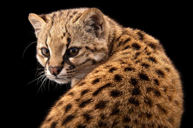 Wild cat