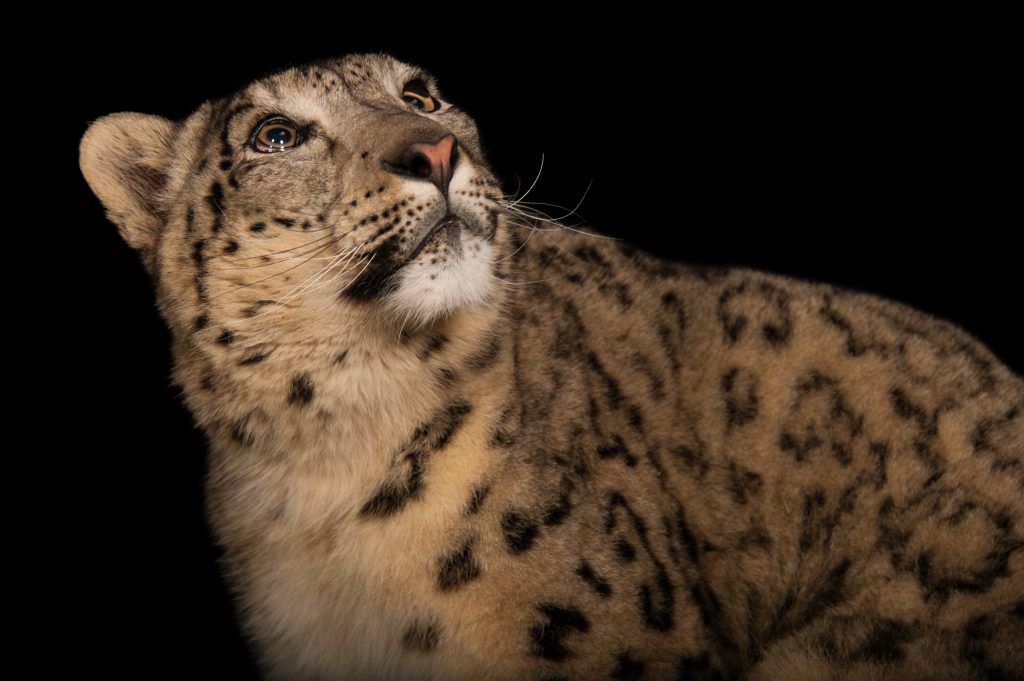 Photo Ark animal