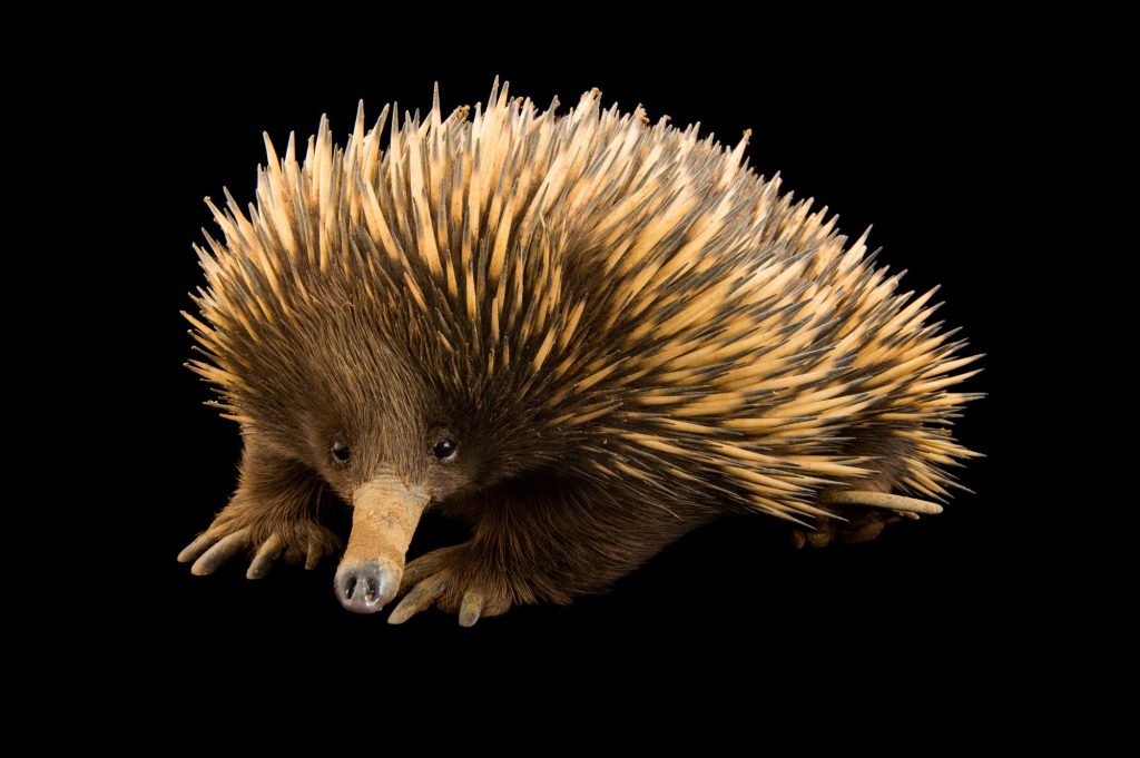 Photo Ark animal