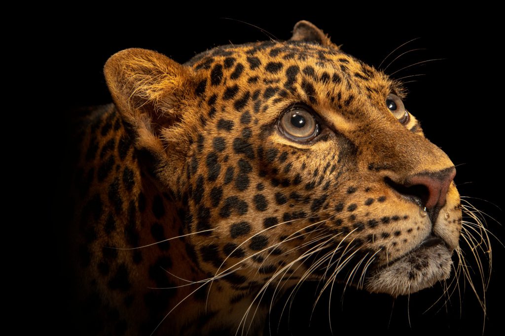 Photo Ark animal