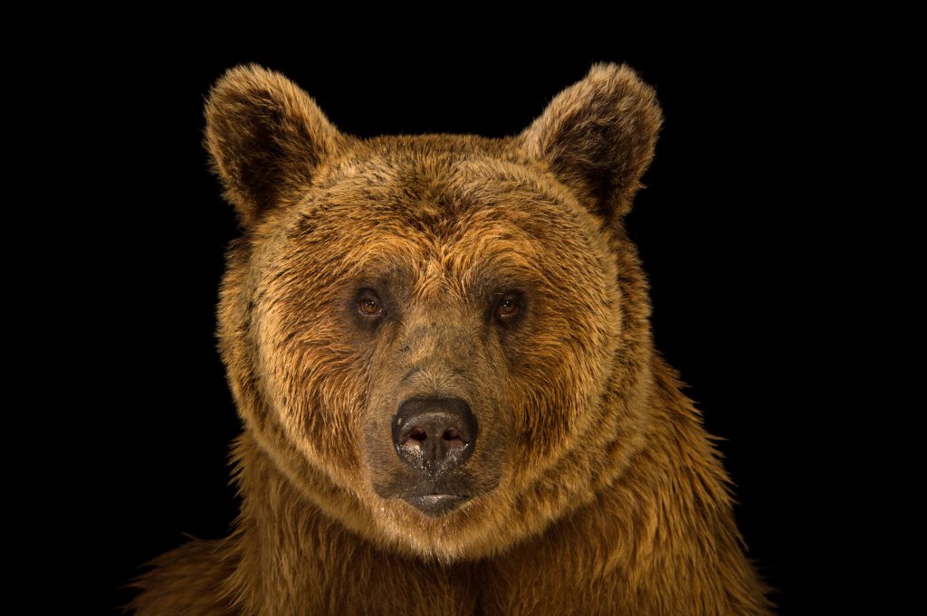 Photo Ark animal