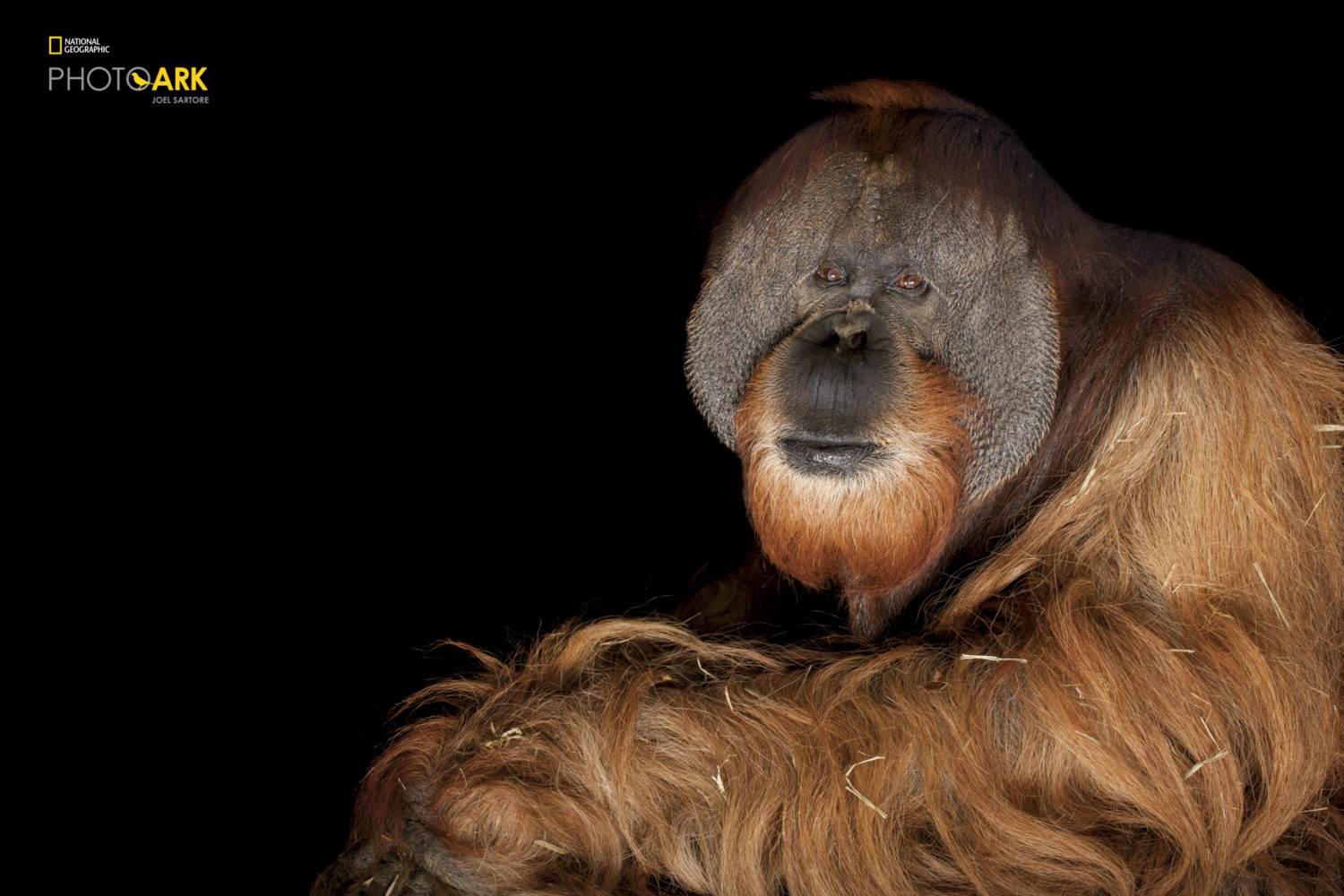 Conservation photography