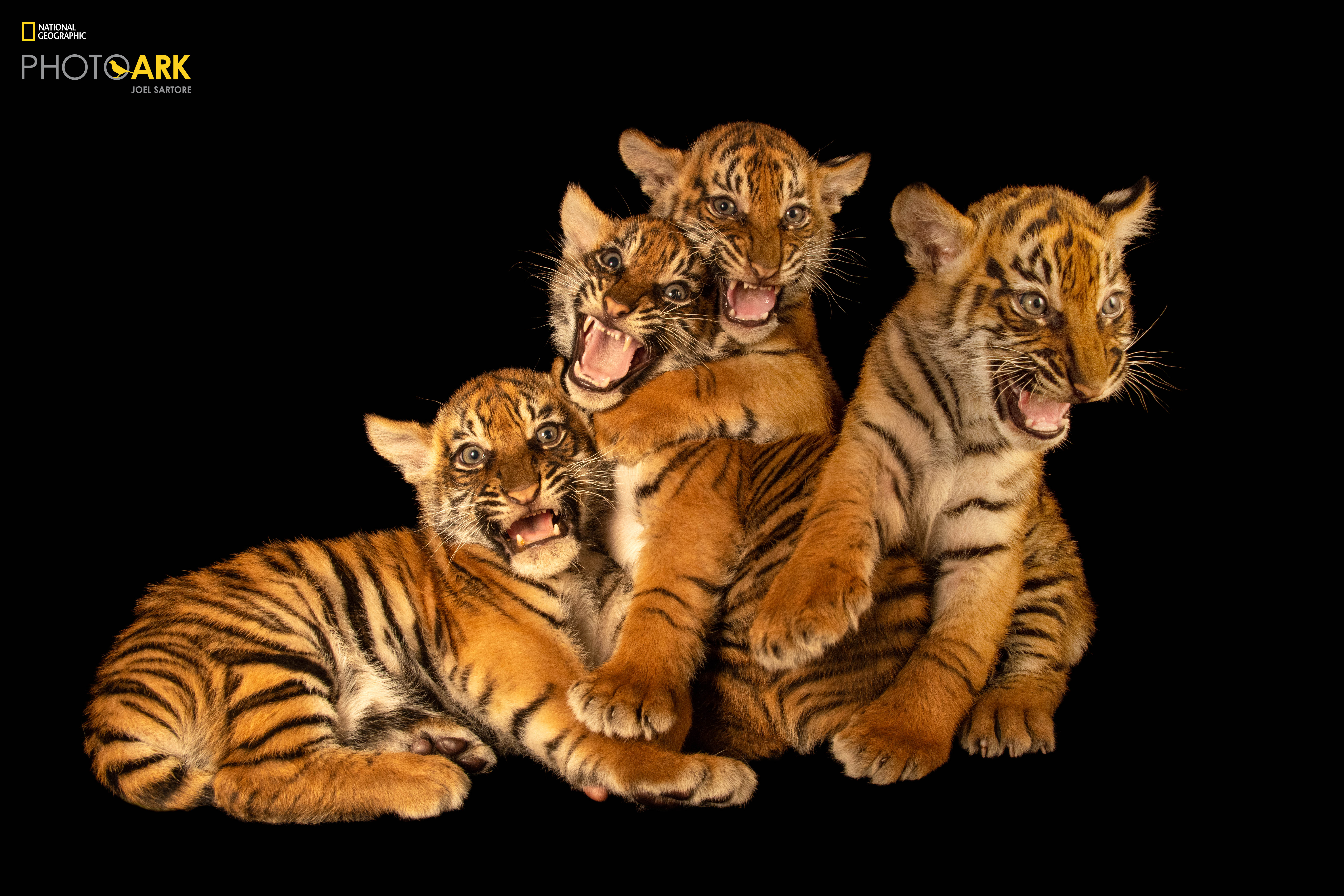 Photo Ark animals