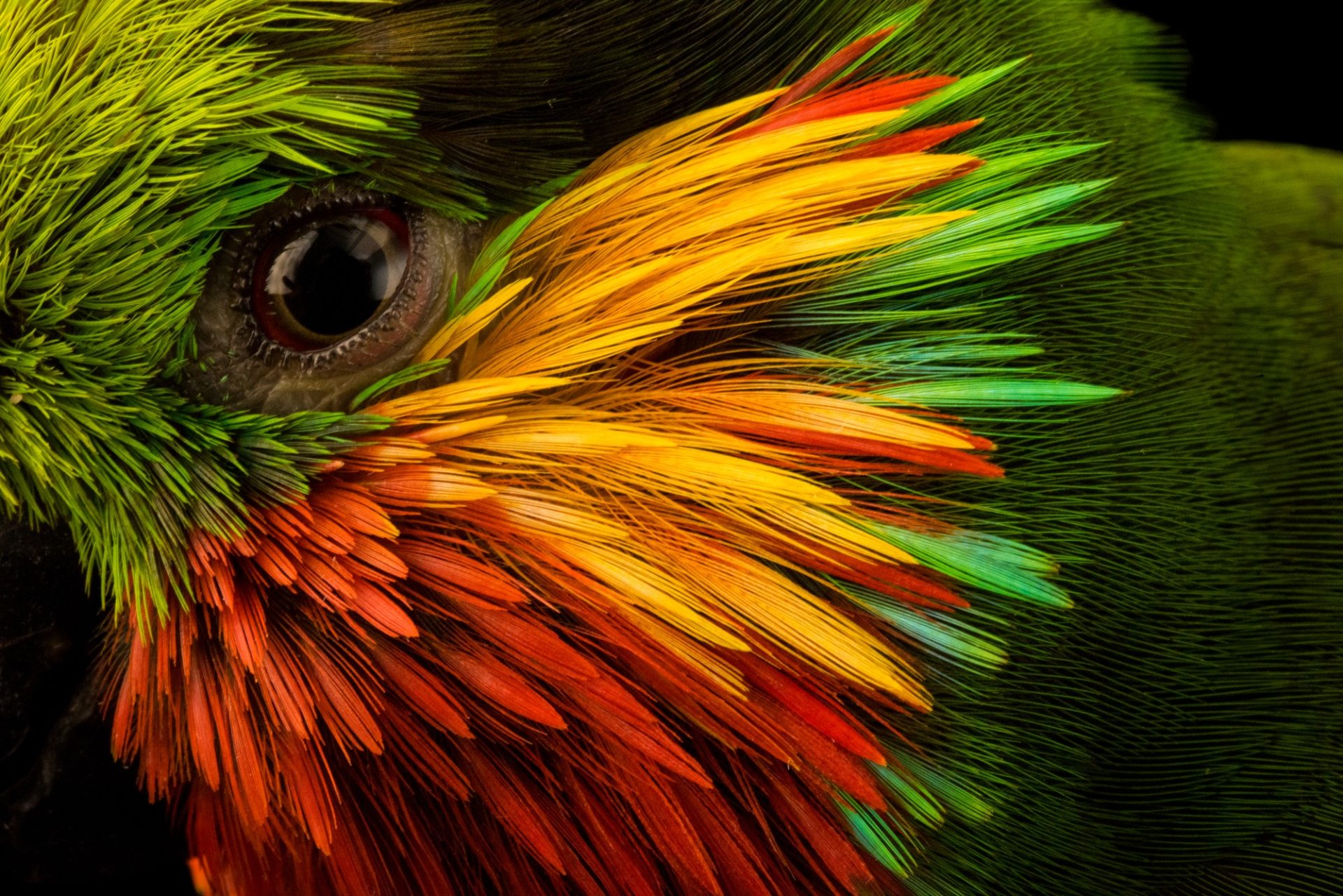 Colorful bird