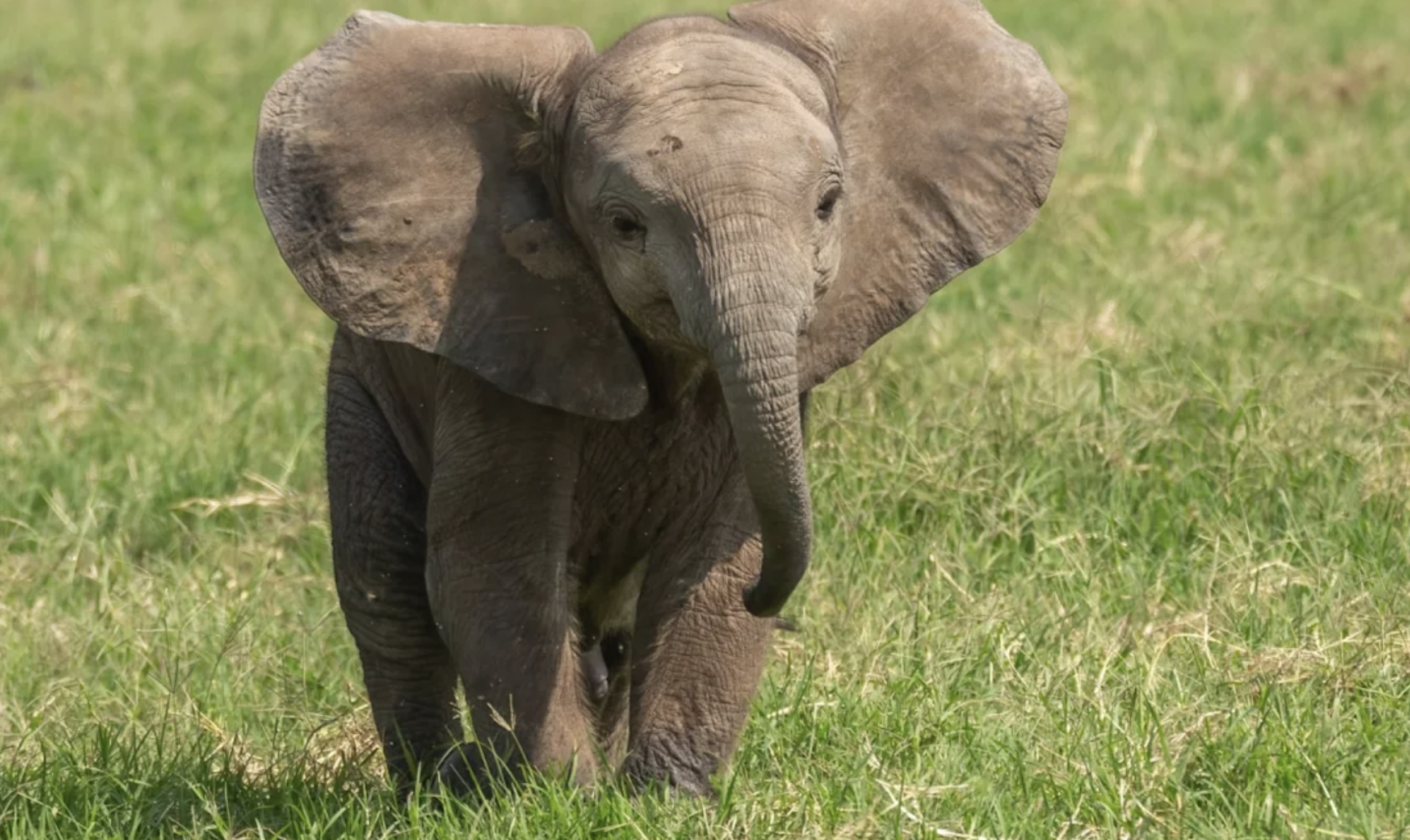 African Elephant