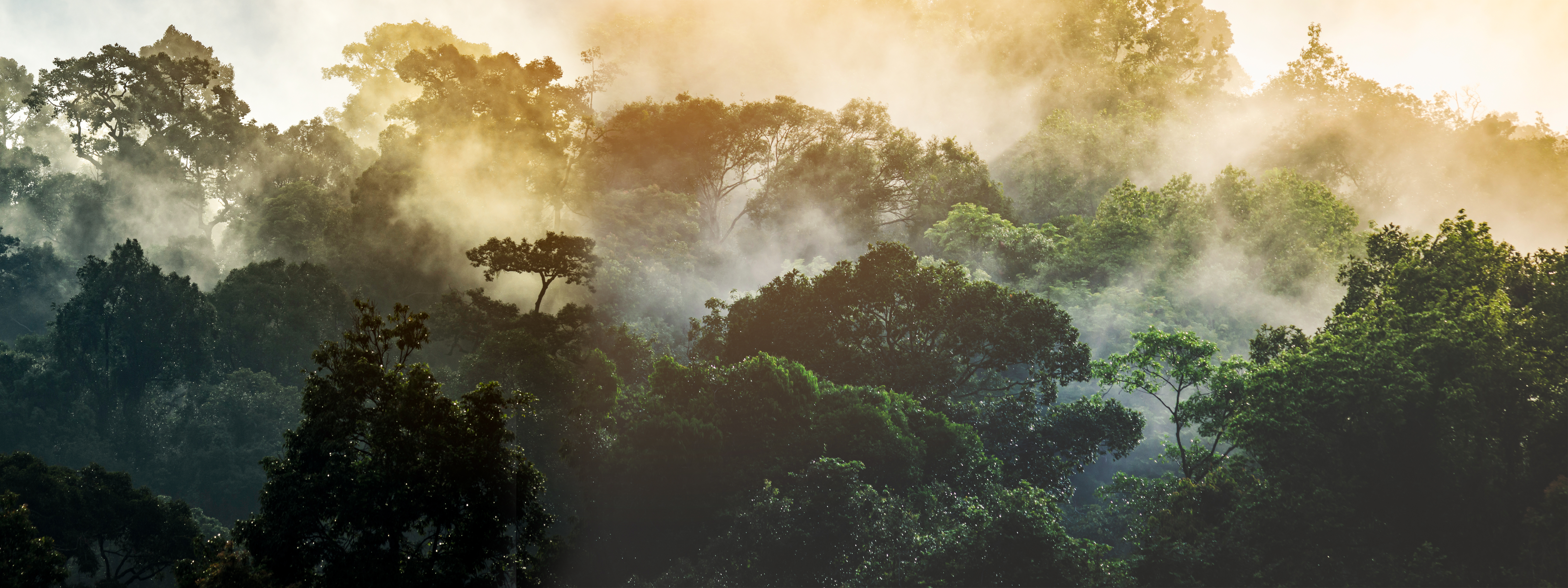 Wildlife habitat