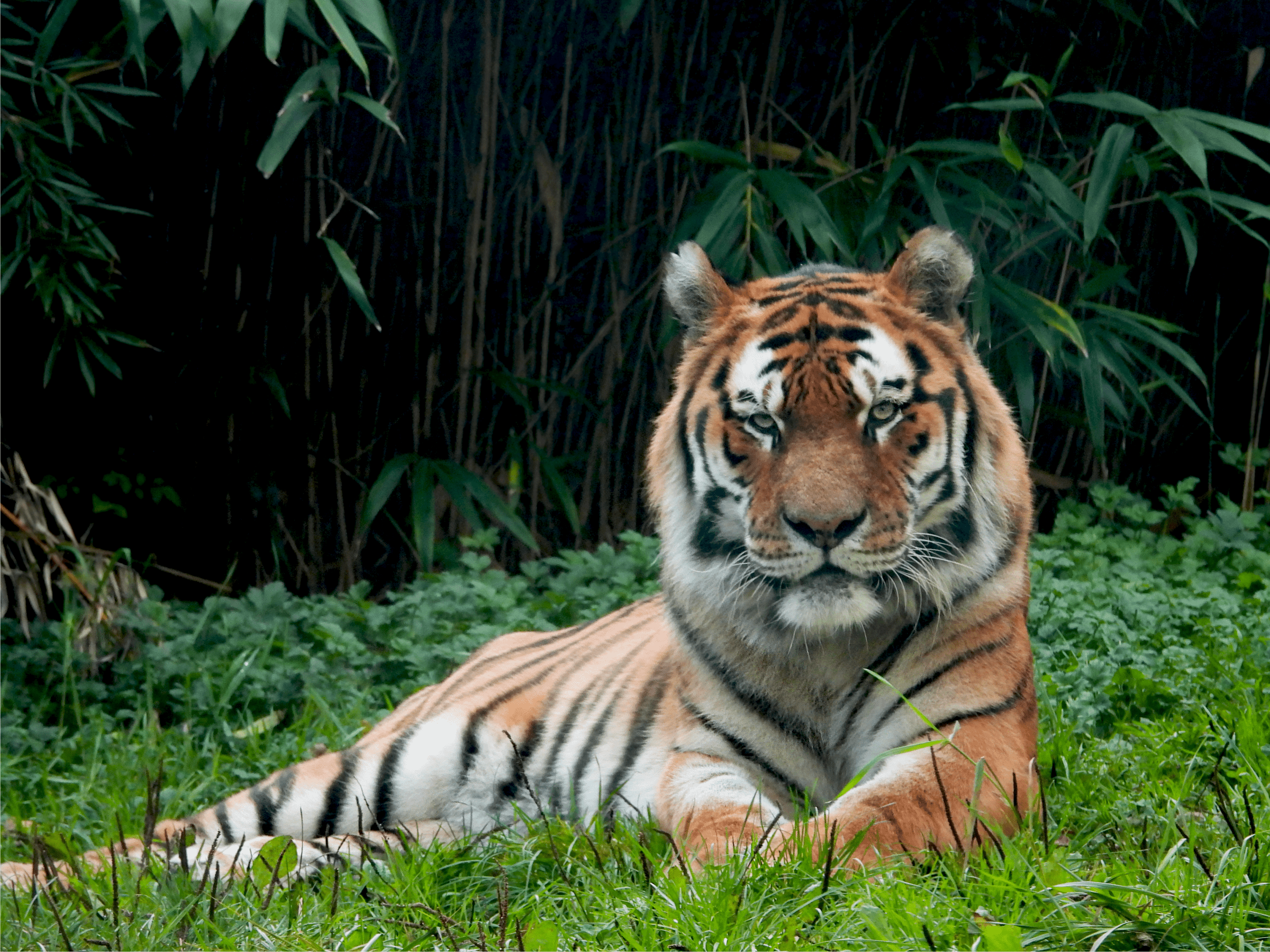 Tiger